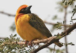 Speke's Weaver