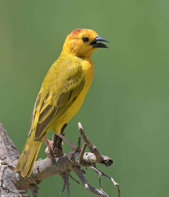 Taveta Weaver male adult, identification