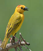 Taveta Weaver