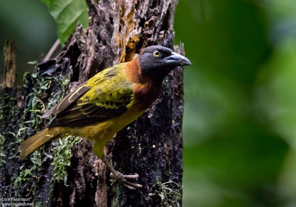 Giant Weaver male adult breeding, identification