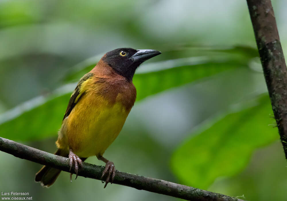 Giant Weaver male adult breeding, pigmentation