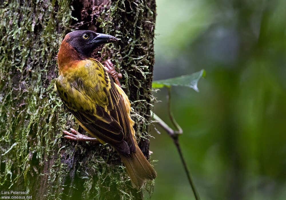 Giant Weaver male adult, habitat, pigmentation, Behaviour