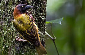 Giant Weaver