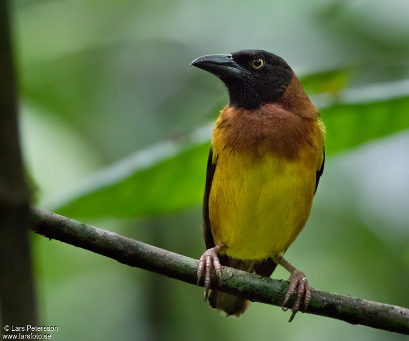 Giant Weaver