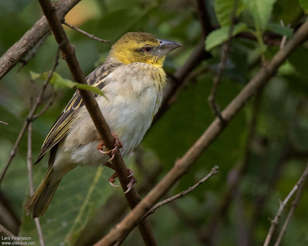 Village Weaver female adult, pigmentation