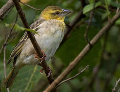 Village Weaver