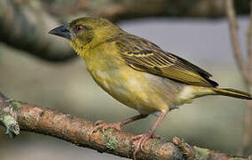 Village Weaver