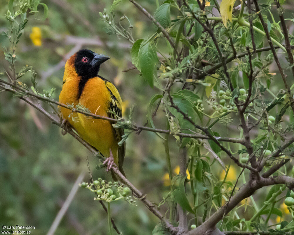 Village Weaver