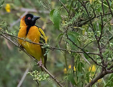 Village Weaver