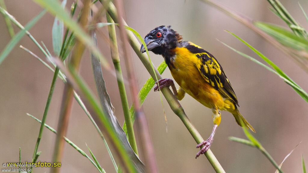 Village Weaver