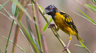 Village Weaver