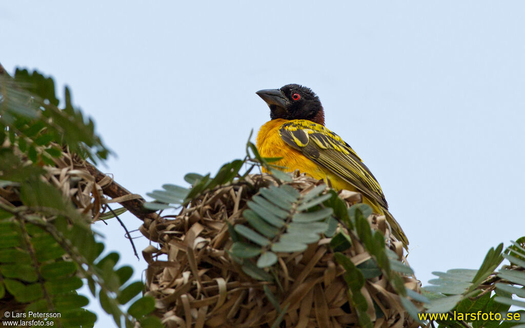 Village Weaver