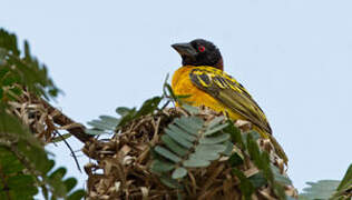 Village Weaver