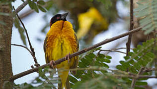 Village Weaver