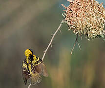 Village Weaver