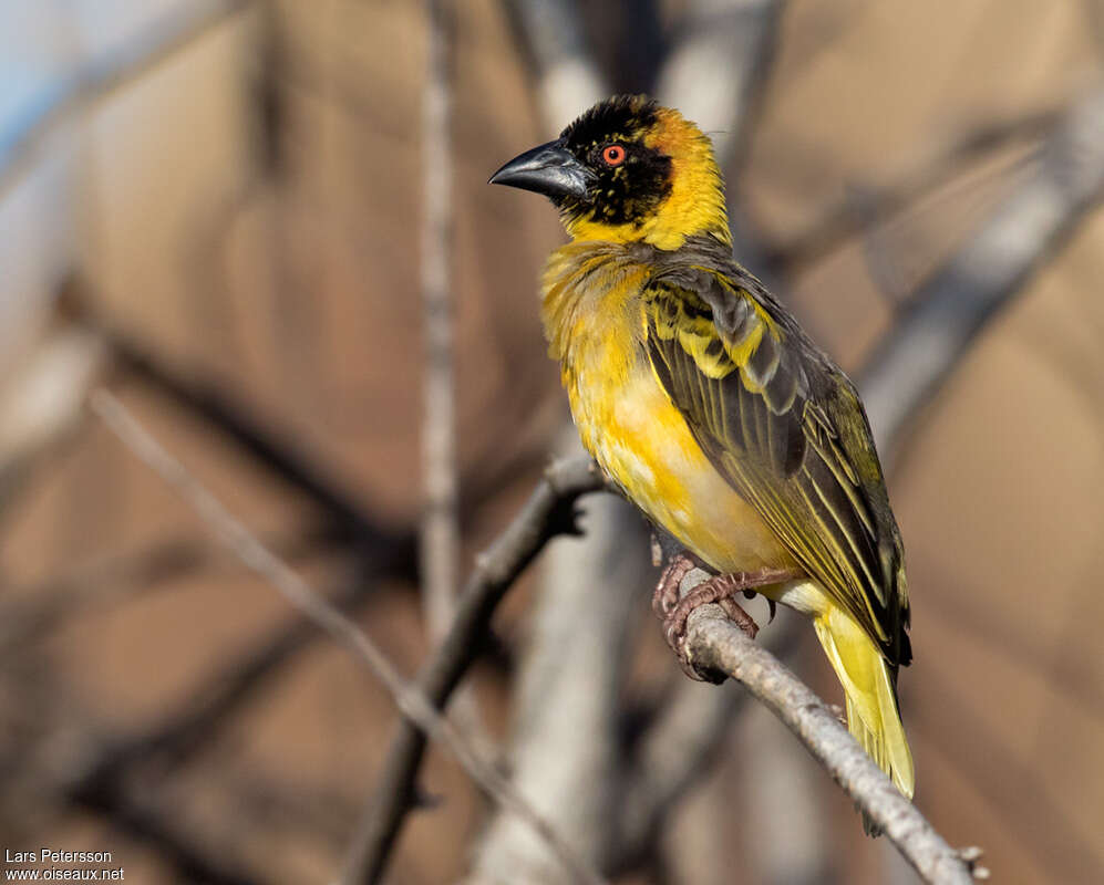 Village Weaver male, pigmentation