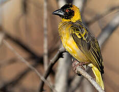 Village Weaver