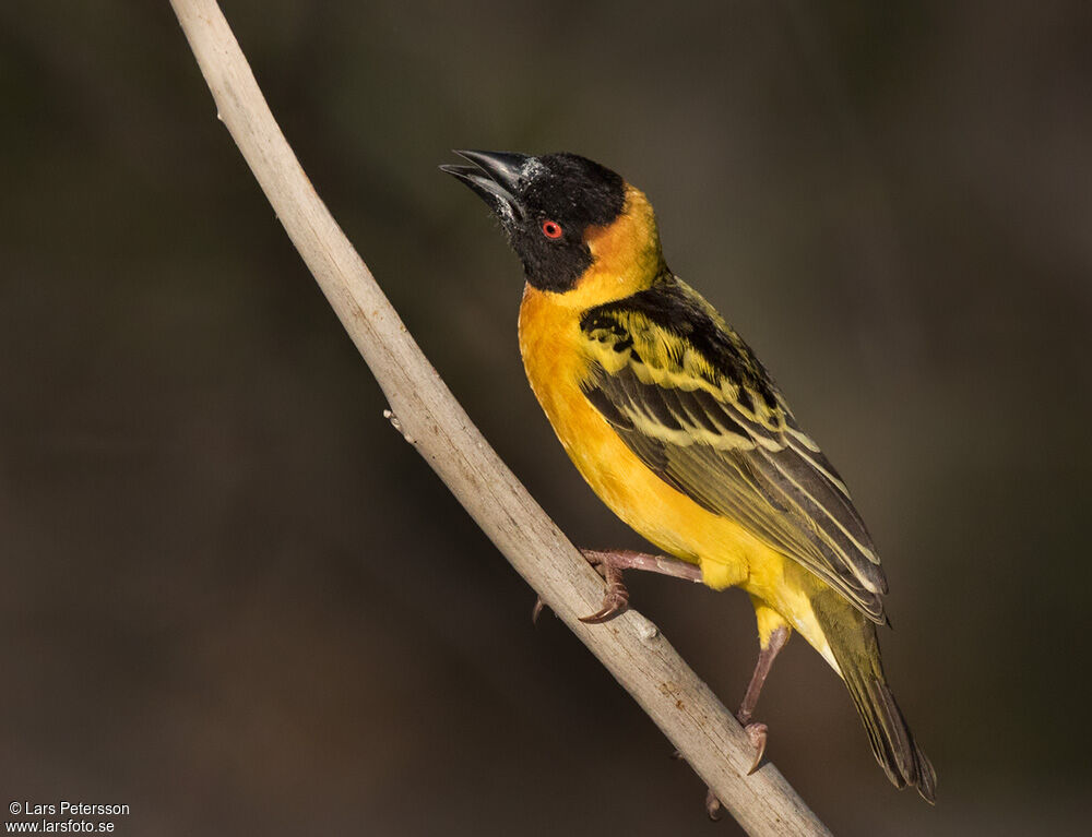 Village Weaver