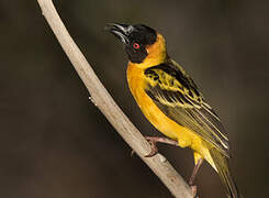 Village Weaver