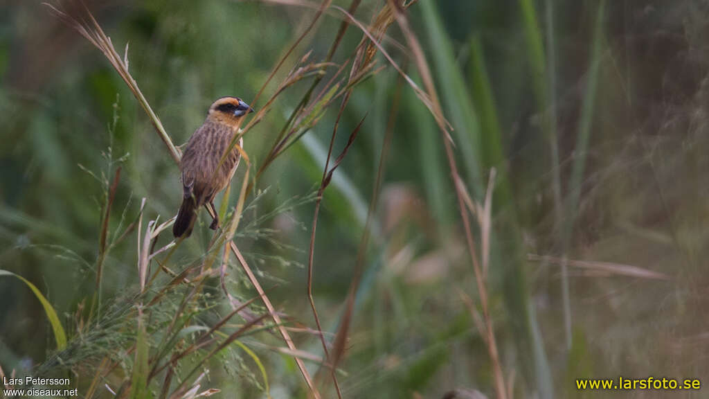 Compact Weaverjuvenile, identification