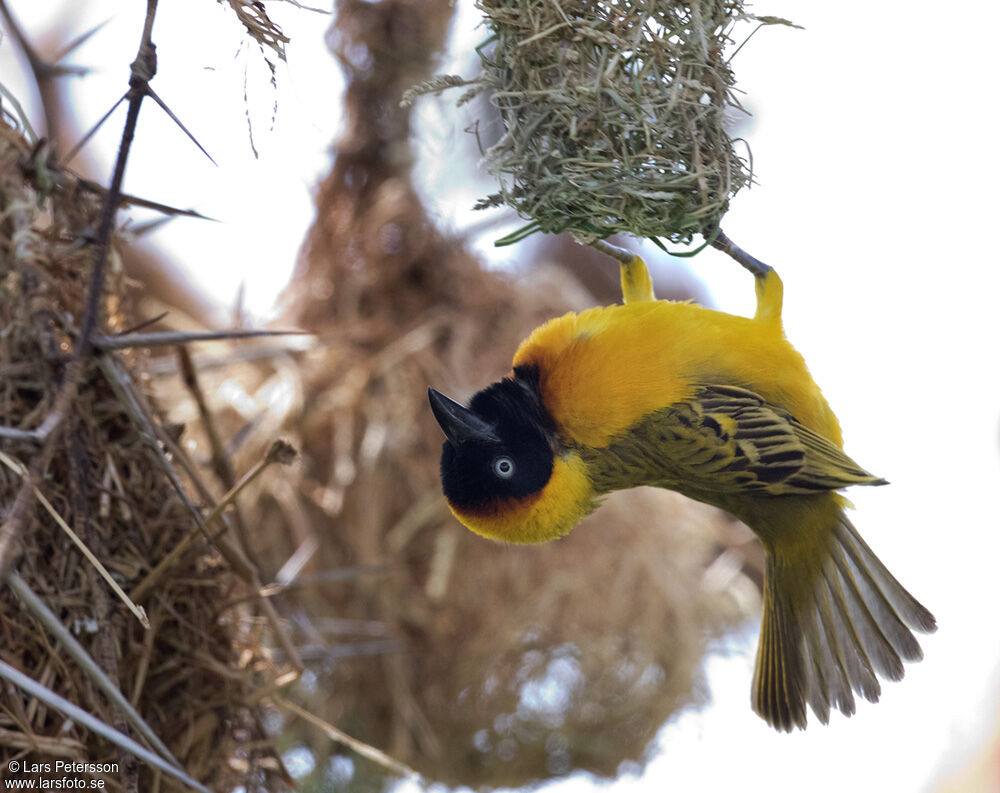 Lesser Masked Weaver