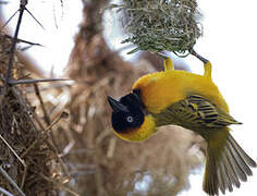 Lesser Masked Weaver