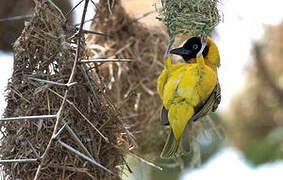 Lesser Masked Weaver