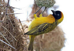 Lesser Masked Weaver