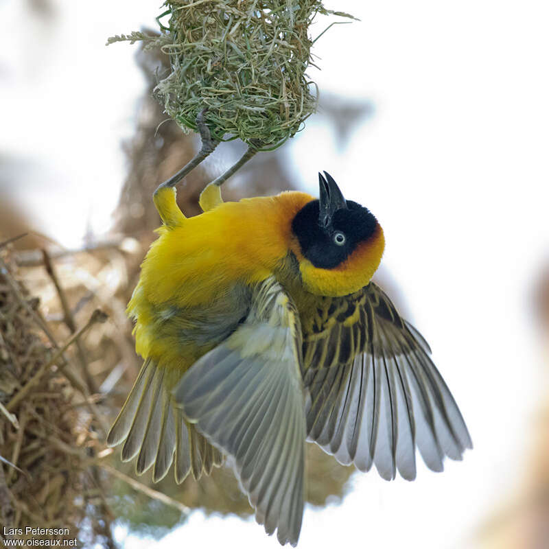 Lesser Masked Weaver male adult breeding, aspect, pigmentation, Reproduction-nesting