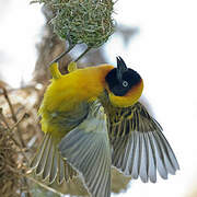 Lesser Masked Weaver