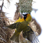 Lesser Masked Weaver