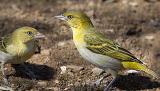 Lesser Masked Weaver