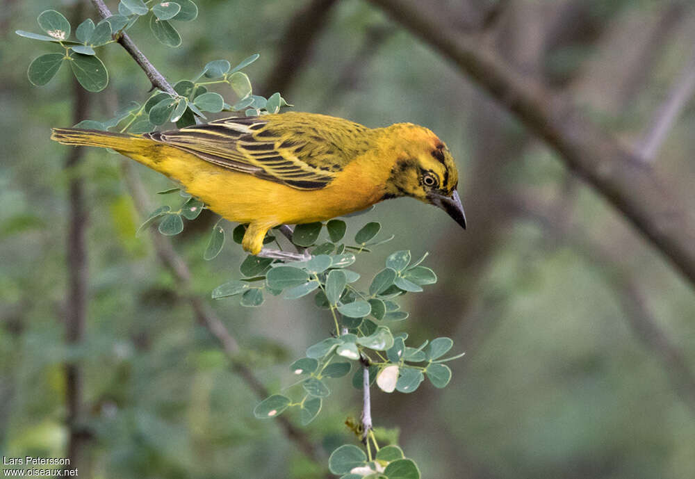 Lesser Masked Weaver male adult transition, identification