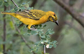 Lesser Masked Weaver