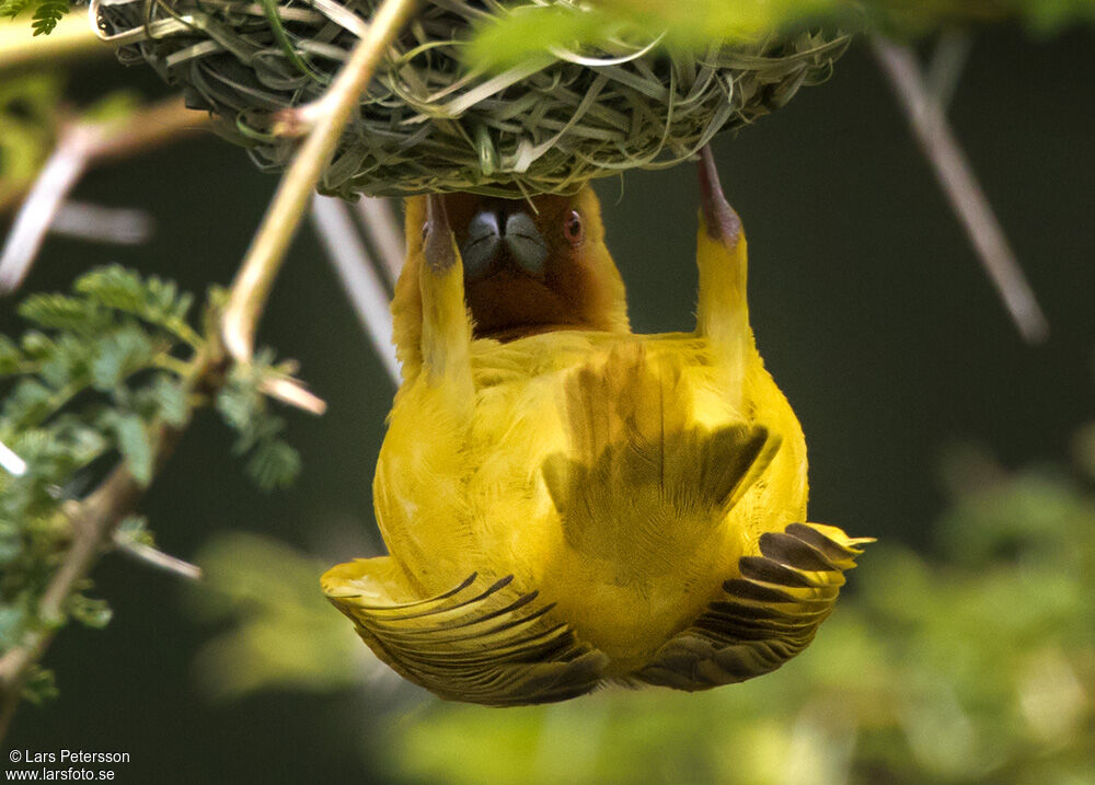 Eastern Golden Weaver