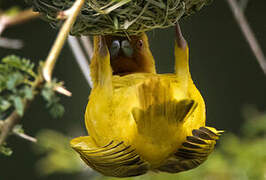 Eastern Golden Weaver