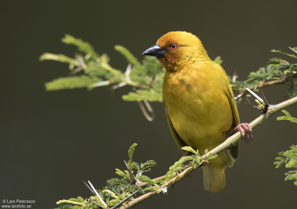 Tisserin jaune