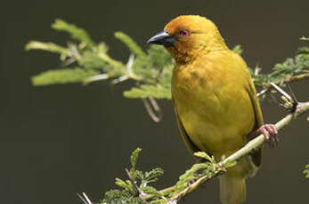 Tisserin jaune