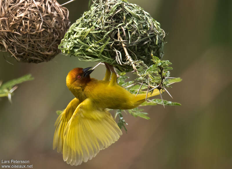 Eastern Golden Weaver, pigmentation, Reproduction-nesting
