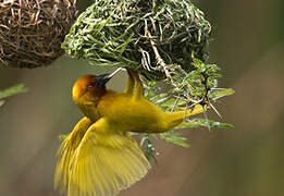 Eastern Golden Weaver