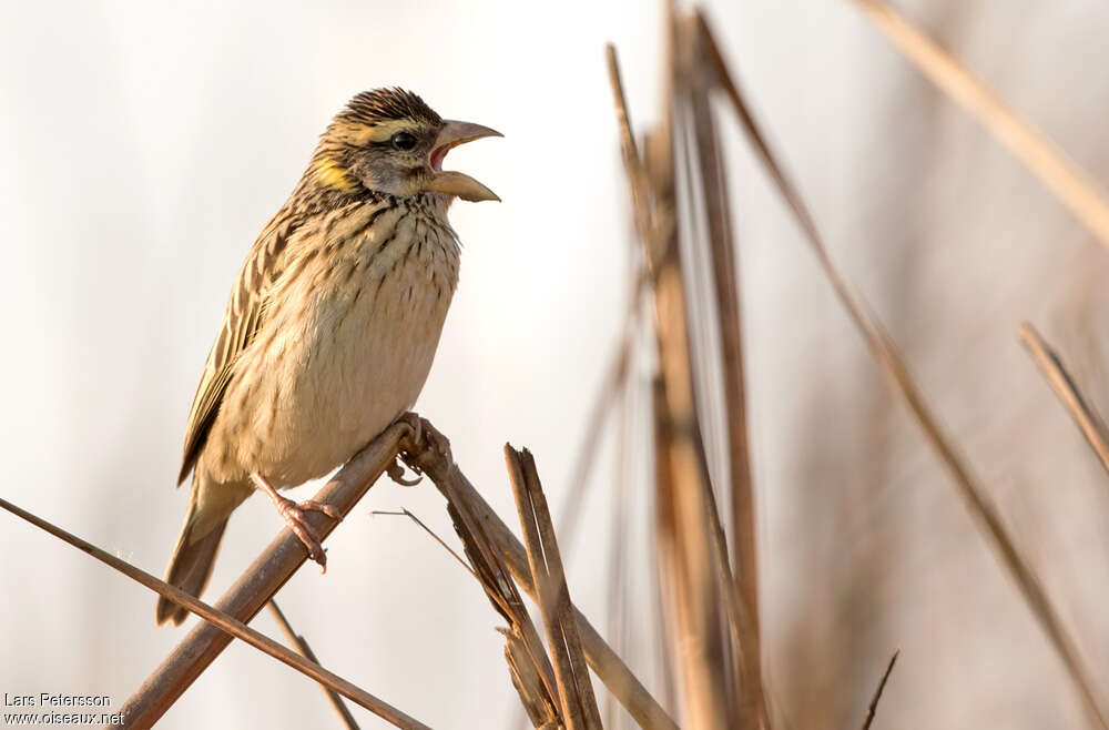 Streaked Weaver female adult, identification