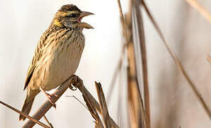 Streaked Weaver