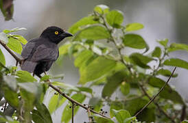 Vieillot's Black Weaver