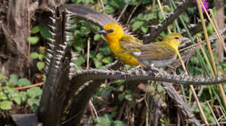 Orange Weaver