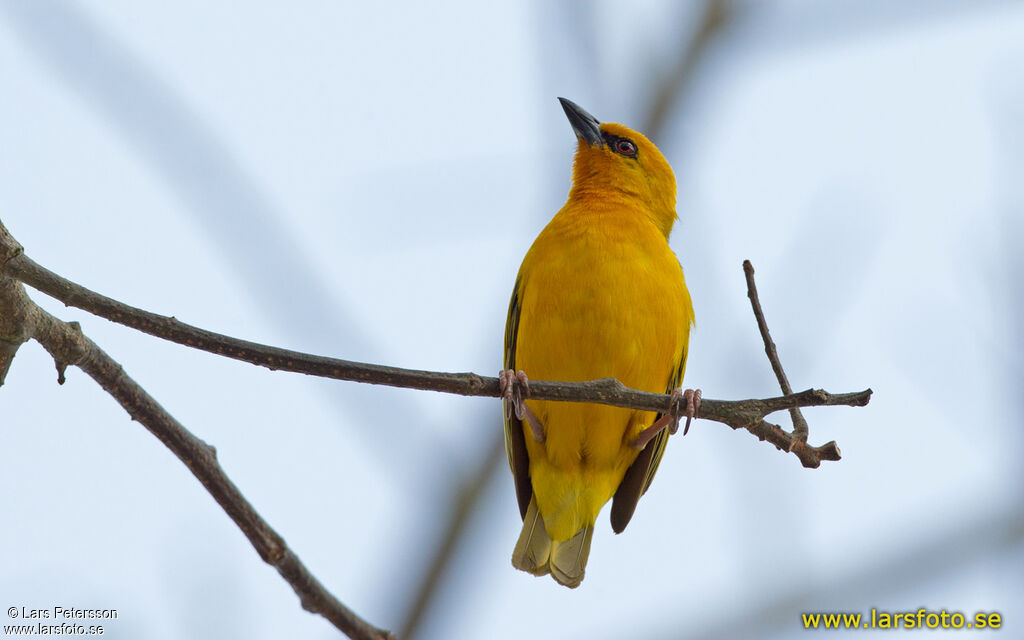 Orange Weaver