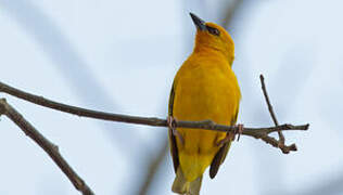 Orange Weaver