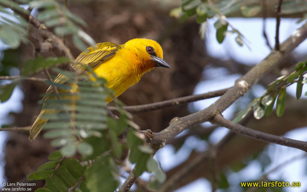 Orange Weaver