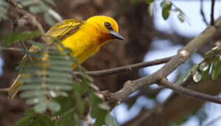 Orange Weaver