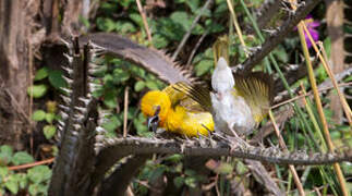 Orange Weaver