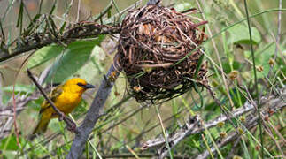 Orange Weaver